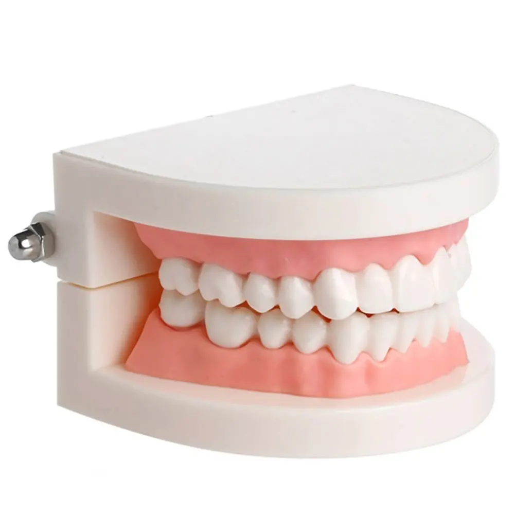 

Dental Teeth Model Plastic Fake Practice Tooth Model For Children Toothbrush Education Teeth Brushing Teaching And Demonstration