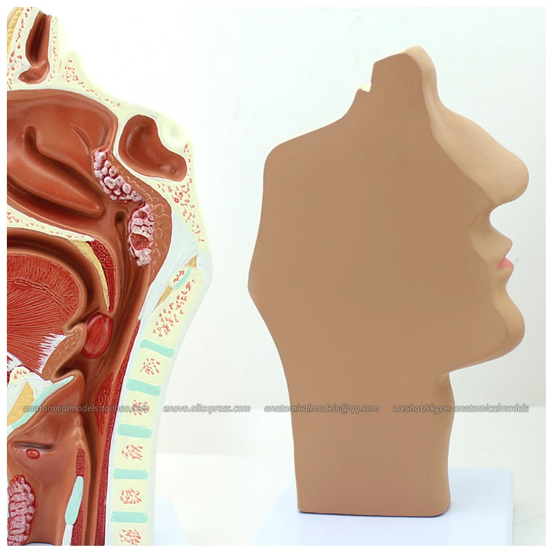 CMAM/12508 Pathological nasal cavity Human Respiratory System Medical Teaching Anatomical Model |