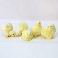 simulation lovely plush chick toy easter realistic animal doll kids gift early education cognition