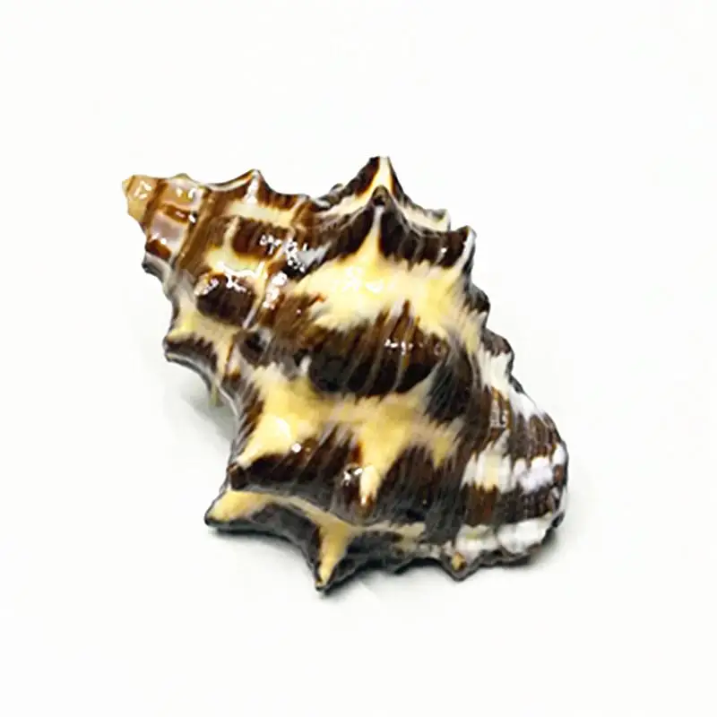 Раковина из натурального раковины раковина Спиро для аквариума озелененная