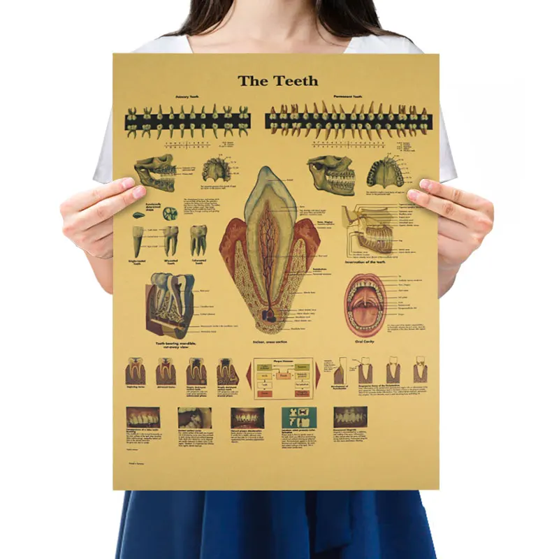 

Illustration Of Human Teeth Retro Kraft Paper Poster Student Popular Science Enlightenment Decor Painting Wall Stickers 51*35cm