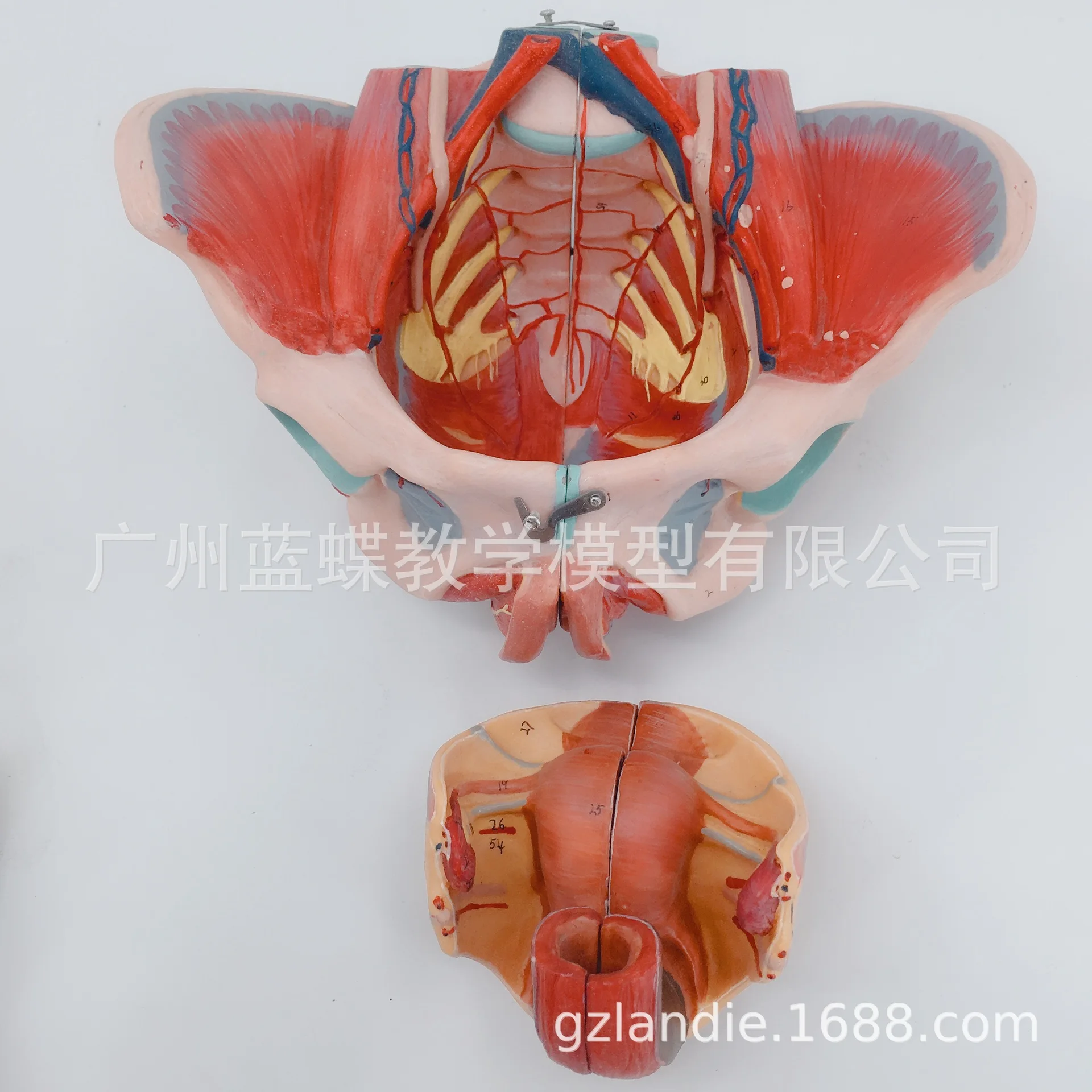 71 метка ПВХ женщина таза пол мышцы человека скелетная модель 20*27*18 нерва модели с