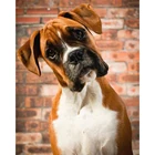 5D алмазная живопись сделай сам, животное, собака, полная квадратнаяКруглая Мозаика, алмазная вышивка, распродажа, картина стразы, украшение для дома TY918