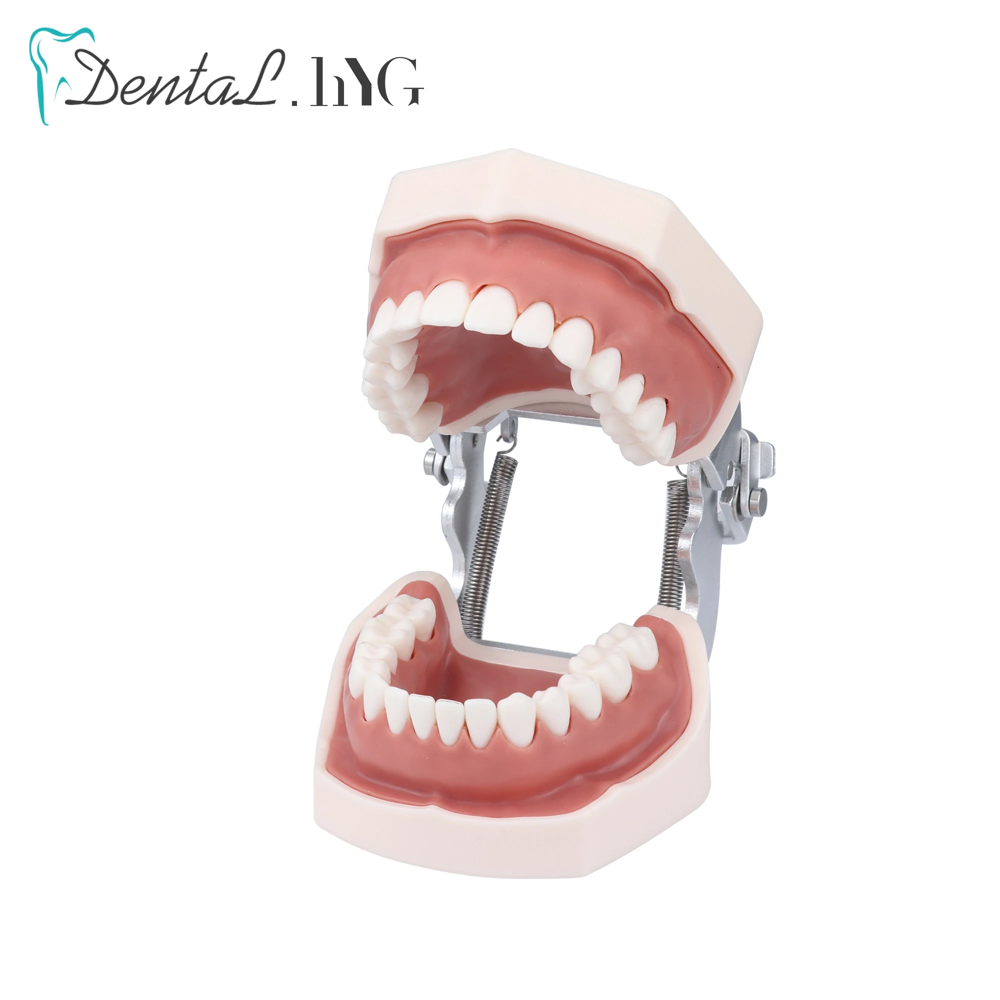 Dental model Teeth model gum teeth Teaching Model Standard Dental Typodont Model Demonstration With Removable Tooth 28Pcs