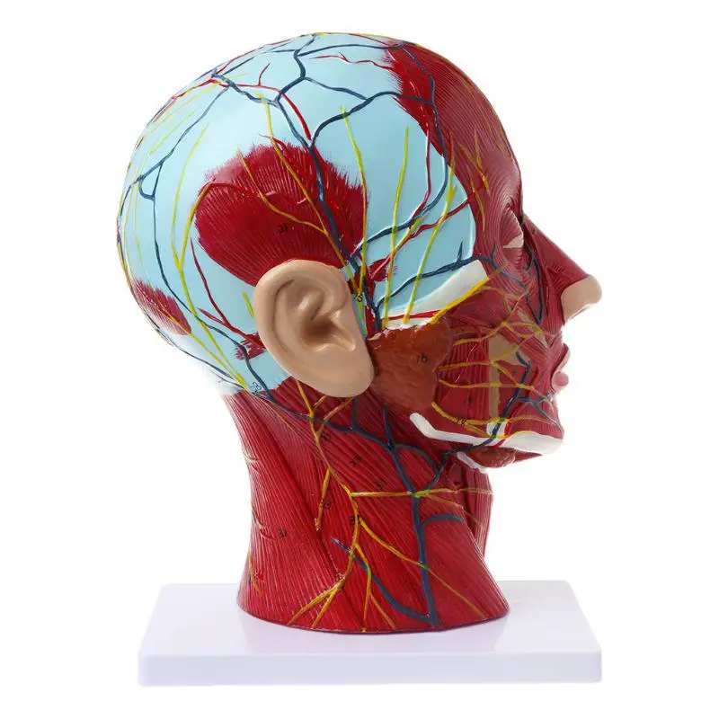 Sagittal Plane 1:1 Human Head Skeleton Neck Vessel Nerve Blood  Brain Human  Anatomical Half Head Face Anatomy Anatomy Model