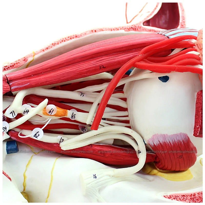 12528/Анатомия человеческого глазного яблока и орбиты с сосудами нервами