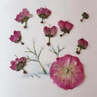 60pcs pressed dried sakura flowerbuds plant herbarium for jewelry postcard invitation card phone case bookmark candle art diy