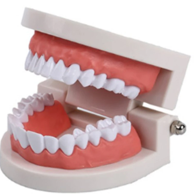 Dental Teeth Model Dental 1:1 Little Teeth Model LY39