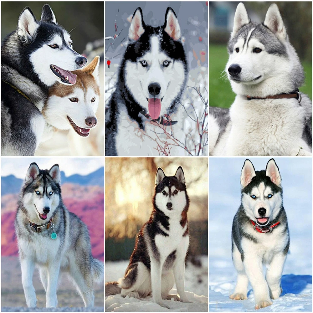 

AZQSD DIY Набор для рисования по номерам, Раскрашивание акриловых красок для собак по номерам, ручная краска для животных, ed подарок