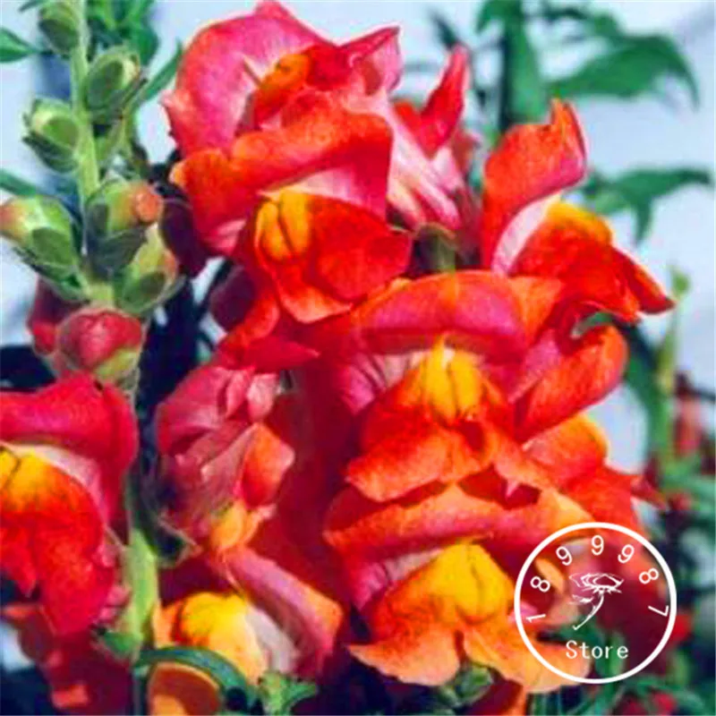 100 шт. в упаковке разные цвета опционально Snapdragon растение бонсай балконные