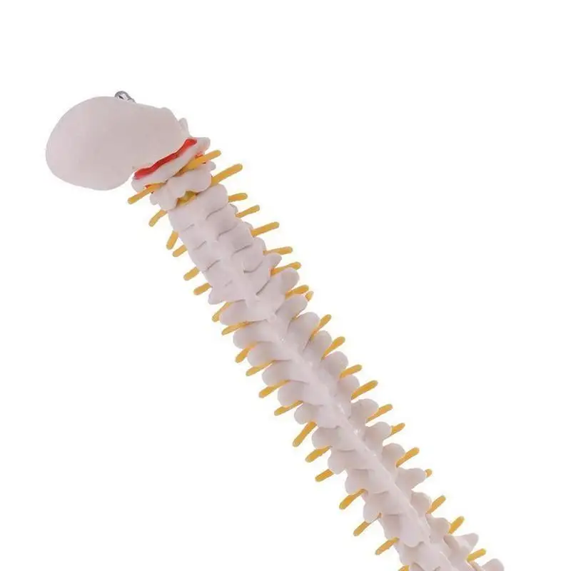 45 см Размер жизни позвоночника анатомическая модель скелета инструмент