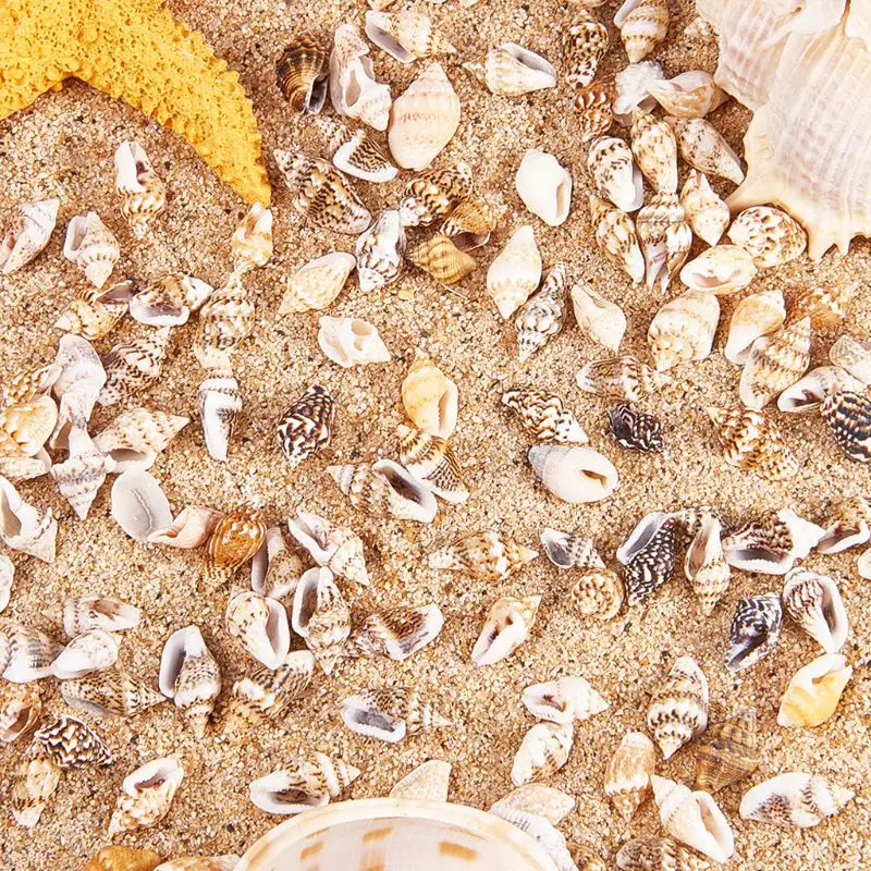

Over 1300 Pcs Mini Natural Beige ShellConch Beads Seaside Candle Jewelry Making