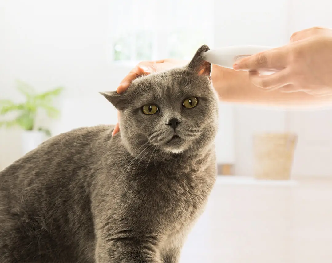 Xiaomi Pawbby Pet местный бритва предохранительный резак головы низкий уровень шума нет волос собака волос точный Триммер Уход за шерстью домашних животных