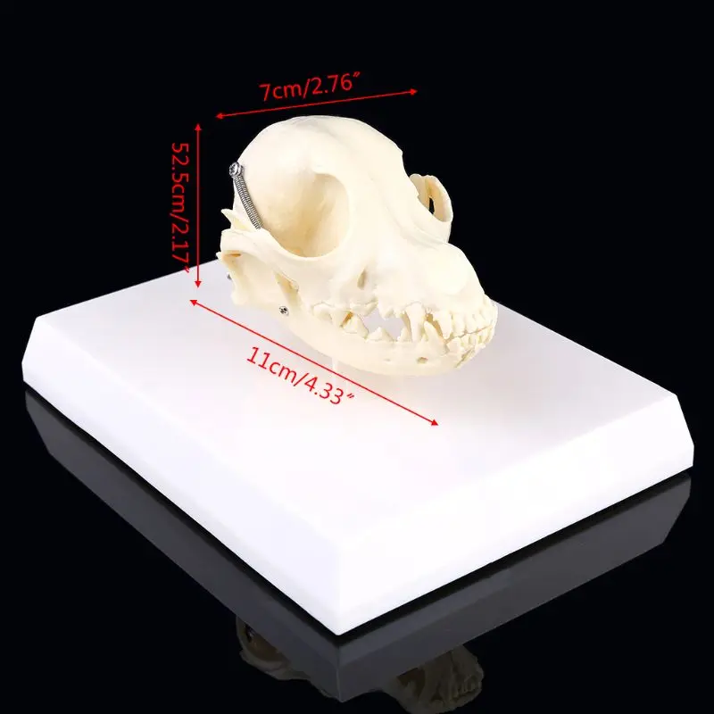 

Canine Dog Skull Model Anatomy Skeleton Veterinary Specimen Teaching Display