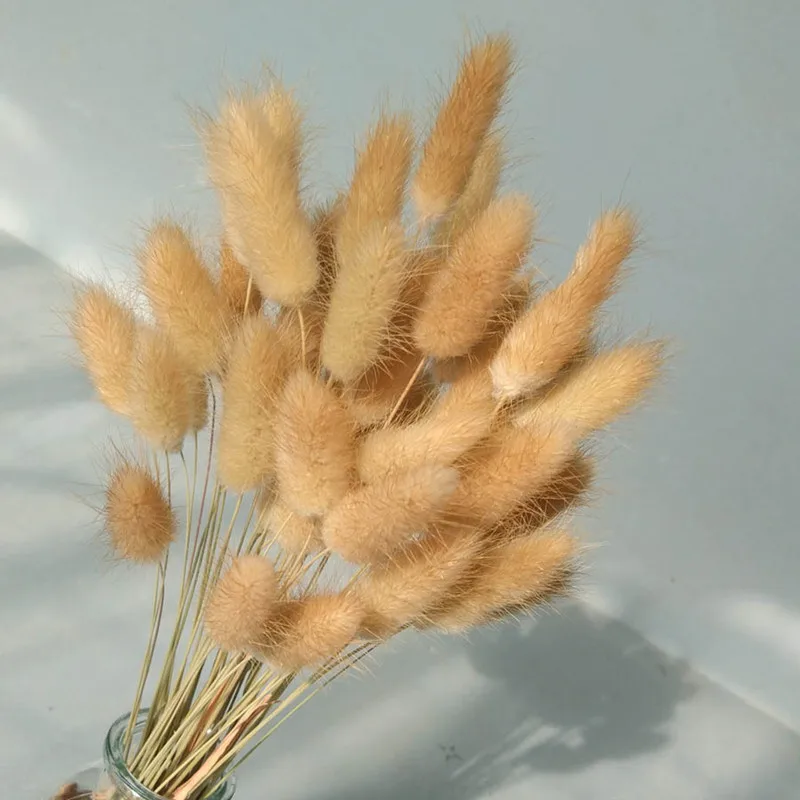 

15PCS Natural Dried Flowers Rabbit Tail Grass Bunch Bouquet Pampas for Home Wedding Office Decoration Florist Supplies