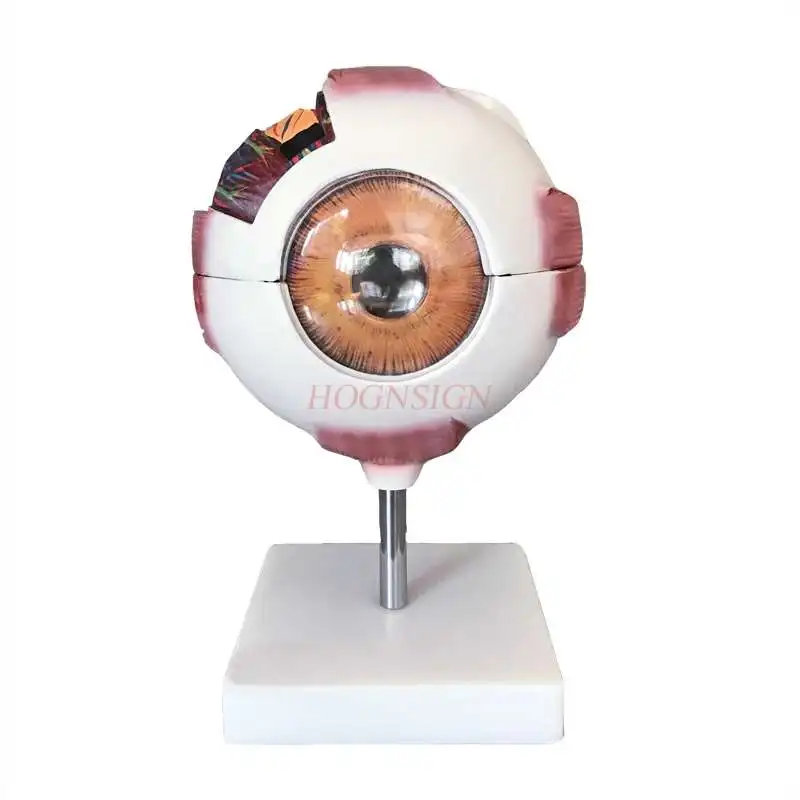 Eyeball model Eyeball magnification model Human eyeball structure Anatomy model display Teaching aids Medicine