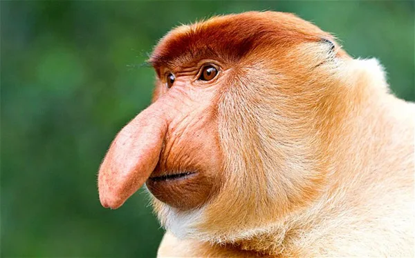 

Realistic New Cute latex costume proboscis monkey mask