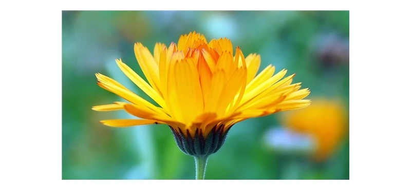 Seedssun aynсобой SAFA BLOSSOM*(Календула офисная