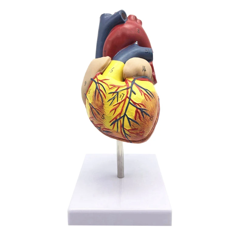 

1: 1 Human Heart Model, Anatomically Accurate Heart Model Life Size Human Skeleton Anatomy For Science Classroom Study Display T
