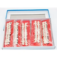 10 sets dental material plastic teeth teaching model dedicated teeth dental material useful teeth care dentist tools a2 type