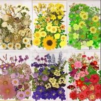 50pcs mixed dried pressed flowers plant herbarium for jewelry postcard invitation card phone case artcraft making 7 colors pick