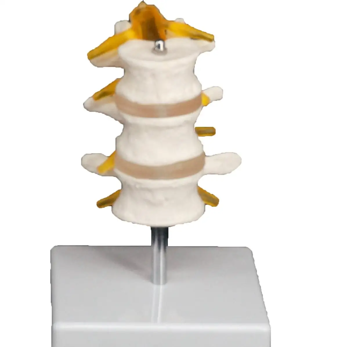 Life Size Three Section Lumbar Spine Skeleton Model with Stand Medical Teaching Training Aid Education