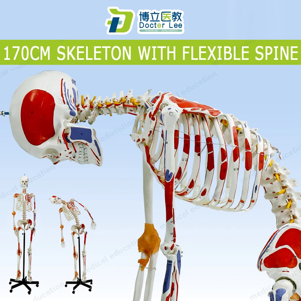 170cm Human Skeleton Model with Flexible Spine Nerve Ligaments and Ending Spots of Muscles | Канцтовары для офиса и дома