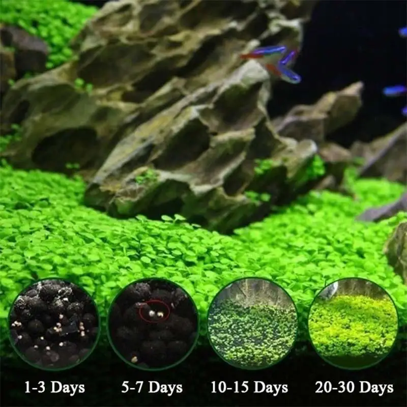 Легко растет водяное растение для аквариума ковер Hemianthus Callitrichoides Eleocharis Моховая