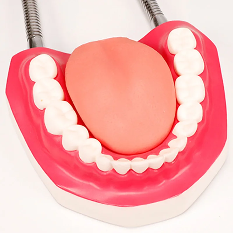 Шиньон зубной модель увеличенные 6 раз полости рта сестринского подготовки