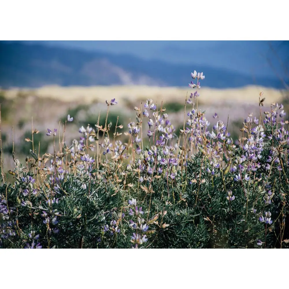 

Vinyl Custom Photography Backdrops Beach Theme Photography Background RY20721-15