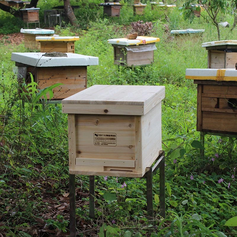 Chinese Fir Beehive Beekeeping Tool Set Pine Wooden Bee Hives In Beehive Box