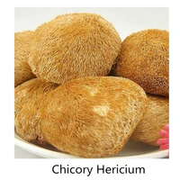 1bottle 2 bottles chicory hericium erinaceus chicory extract hericium extract high protein bodybuilding muscle 1 bottle100p