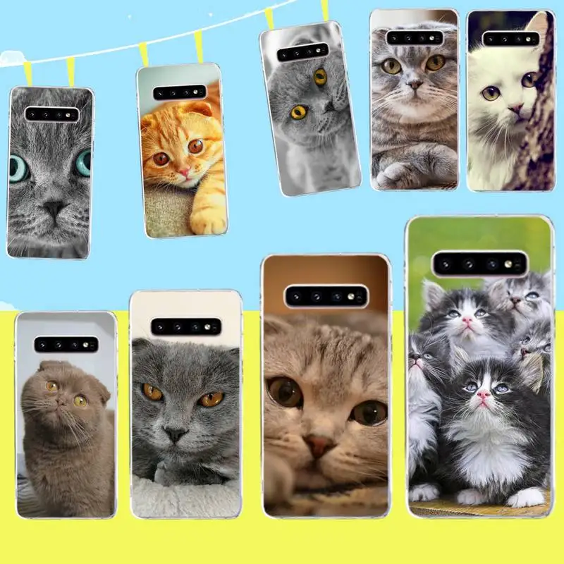 Scottish fold cat Coque Shell Phone Case for Samsung S9 plus S5 S6 S7 edge S8 S10 | Мобильные телефоны и аксессуары