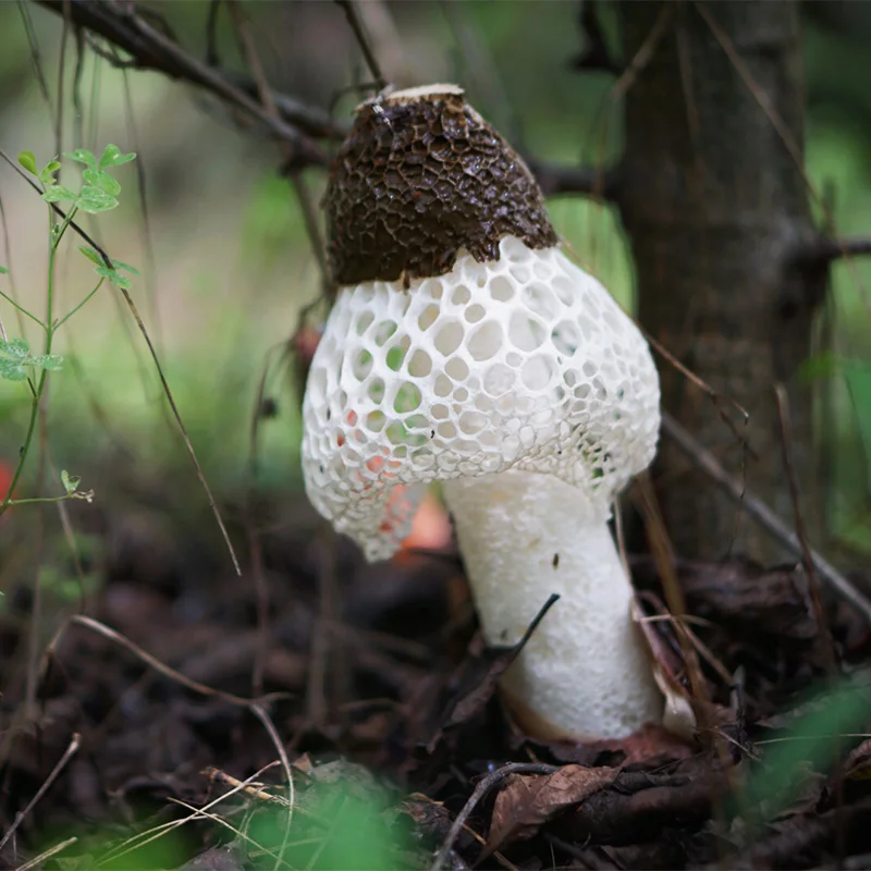 Phallus Indusiatus грибок Stinkhorn бамбуковый гриб Zhu Sun | Дом и сад