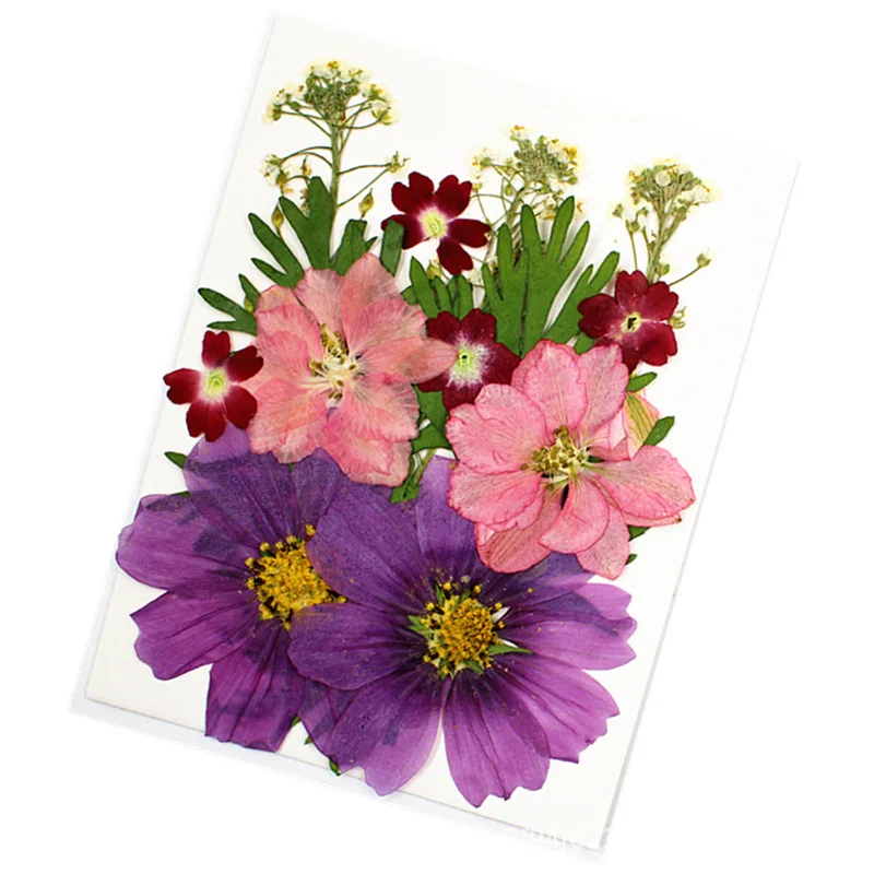 Цветной прессованный цветок сушеный натуральный Маргаритка гербарий цветочное