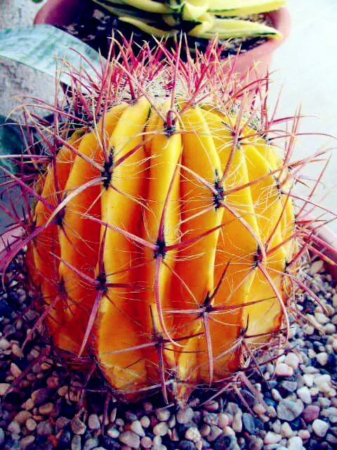 500 шт Экзотические молочные продукты бонсай суккулент многолетний суккулентный