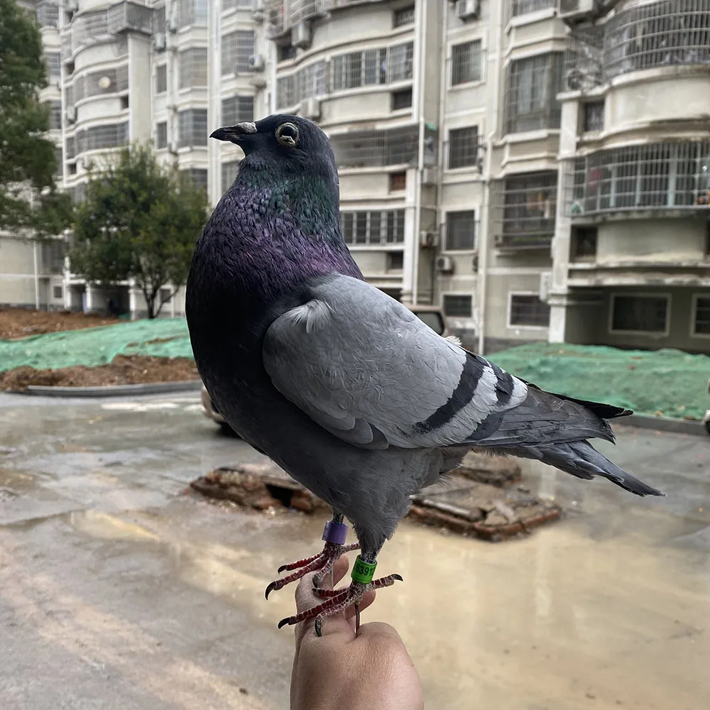 1Pcs real Taxidermy Eurasian gray pigeon Columba specimen Teaching / Decoration