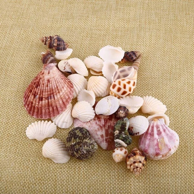 

30Pcs/Bag Mix Aquarium Beach Nautical DIY Shells Mixed Bulk Approx 100g Sea Shell