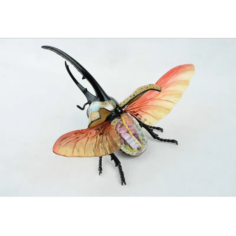 

4D Animal Model Beetle Anatomy Assembled Model 27cm Medical Puzzle Assembly Animal Insect Model Kids Educational Science Toys