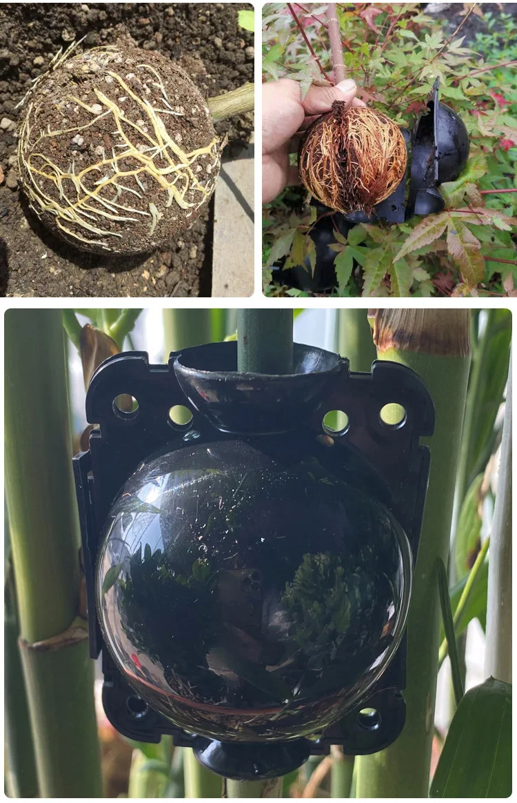 

Plant Rooting Apparatus 3 Sizes 3 Colors Plastic Reusable Grafting Products Essential For Asexual Propagation of Plants