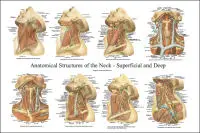 Широкоформатная анатомия четкие детали тела плакат винтажная Ретро Картина на