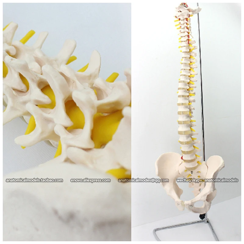 

CMAM/12382 Spine, pelvis, europen shape, Medical Spinnal Column Anatomical Human Model