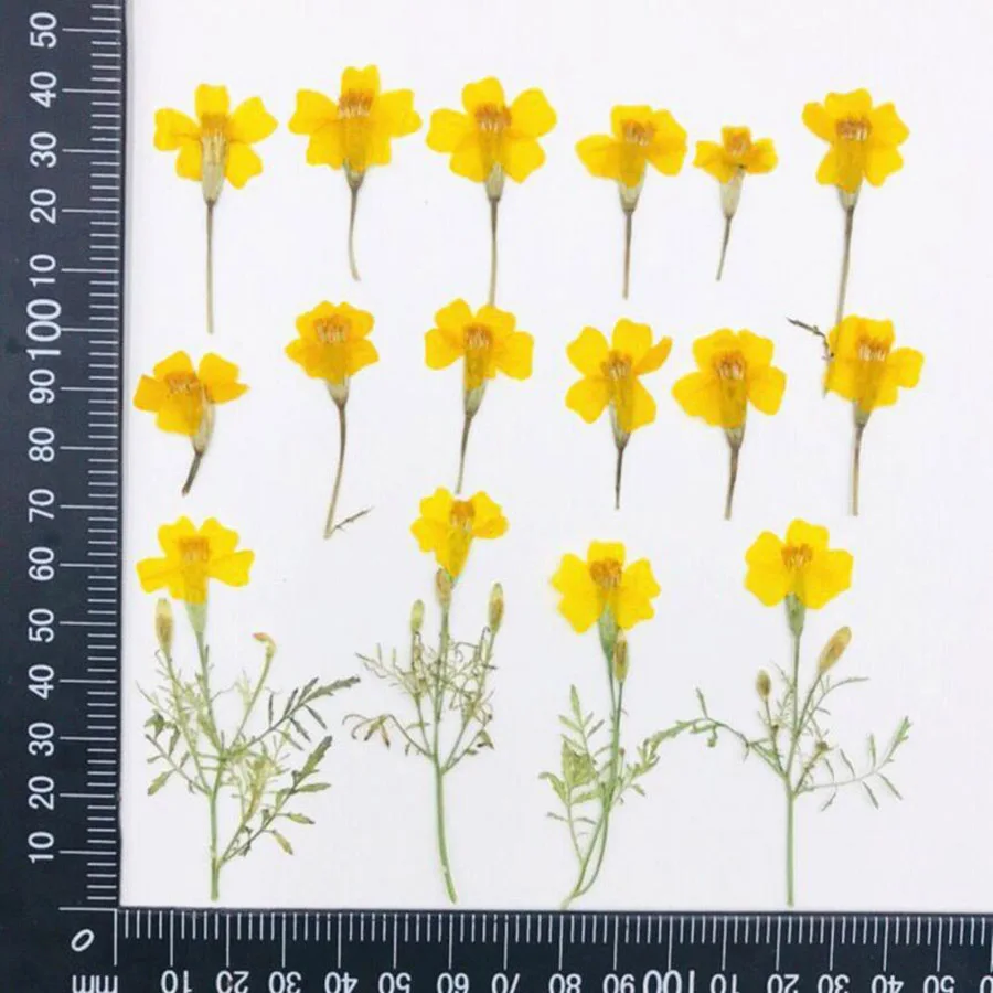60 шт с диагональю экрана 3 6 см прессованный высушенный Tagetes Patula L. Желтый цветок