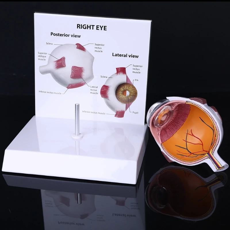 Права человека поперечного сечения Глаз Модель глазного яблока поперечное
