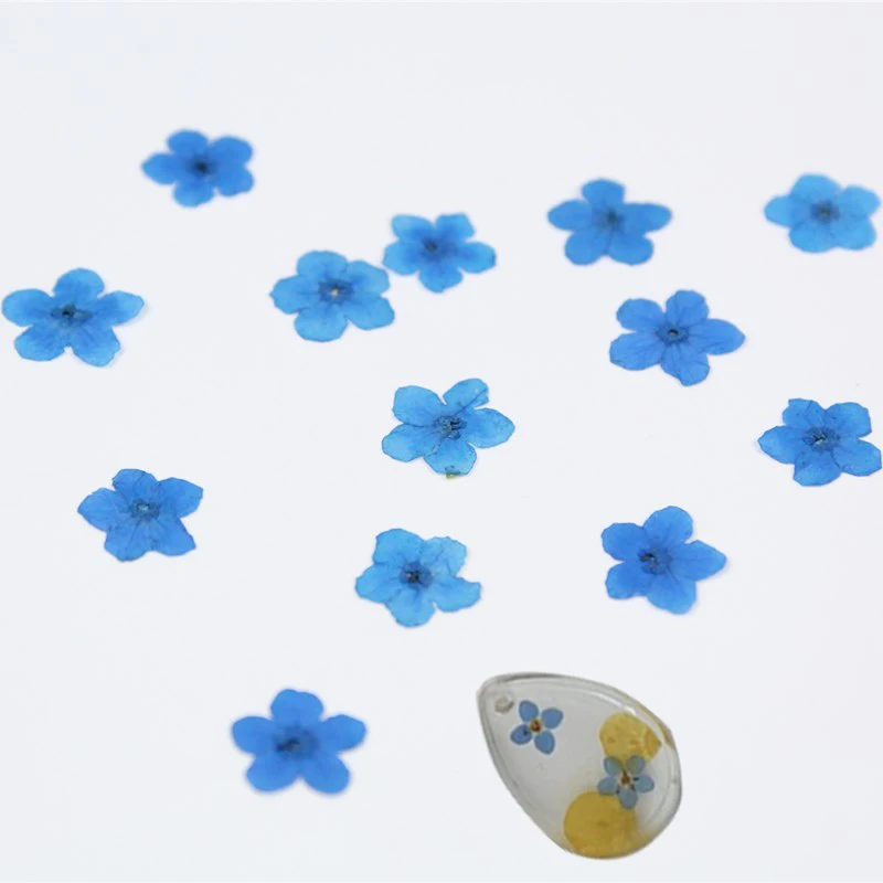 12 шт. сушеные цветы забудьте о мне не голубые и белые для смолы украшения
