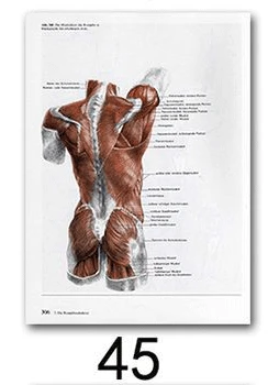 45 Анатомия человека, система мышц, художественный плакат, печать, карта тела, шелковые настенные картины для медицинского образования, домашний декор, новинка - Цвет: 45