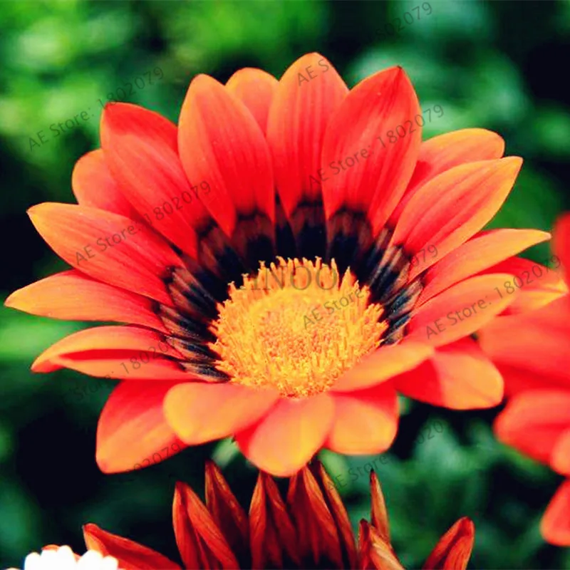 13 100 шт./пакет разноцветные Gazania rigens flores, цветок растения для дома и сада, бонсай для внутреннего и наружного спорта посадки - Цвет: 13
