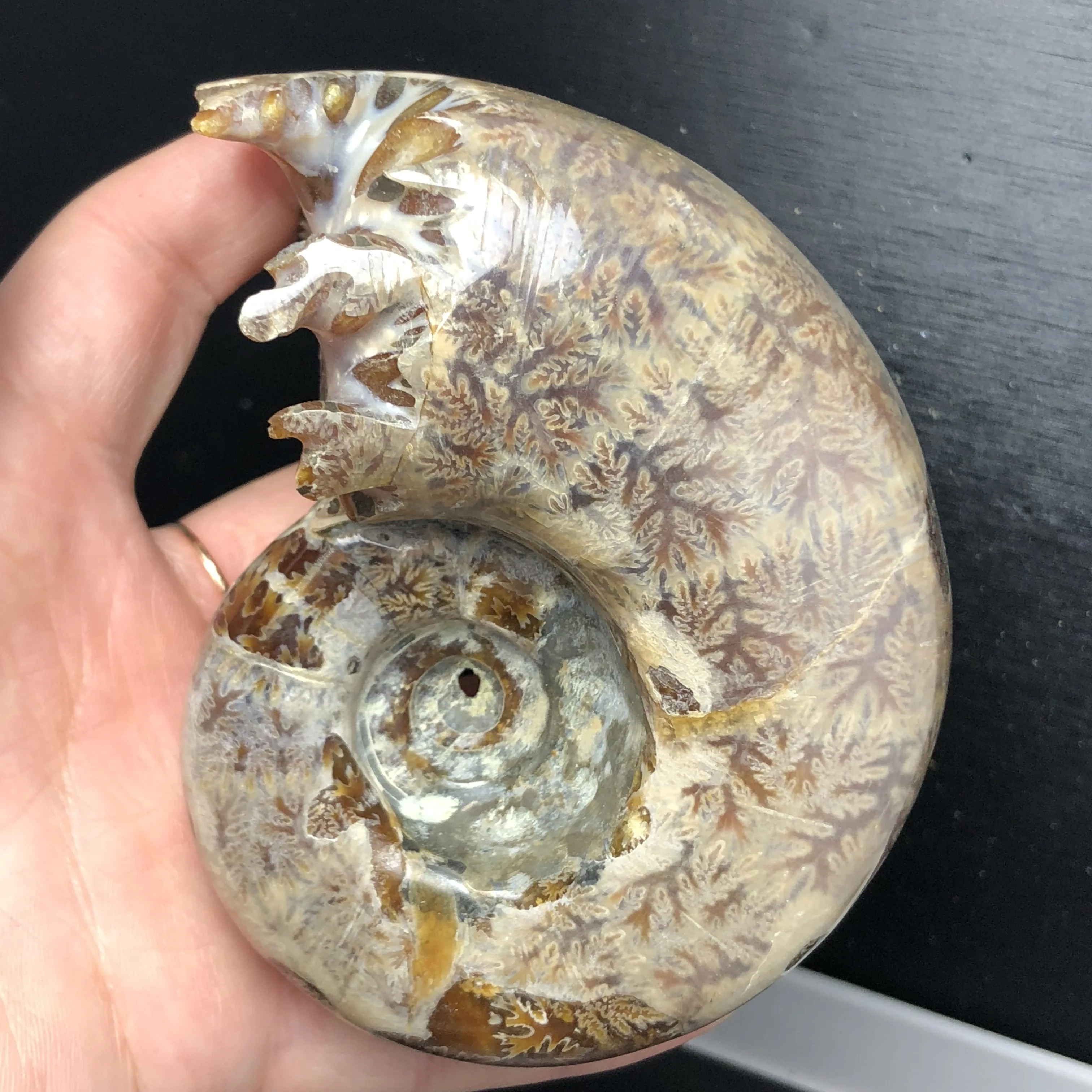 

449g!!!Natural Polished "Goat Horn" Fossil Ammonite Conch Douvilleiceras Madagascar Mineral Specimen