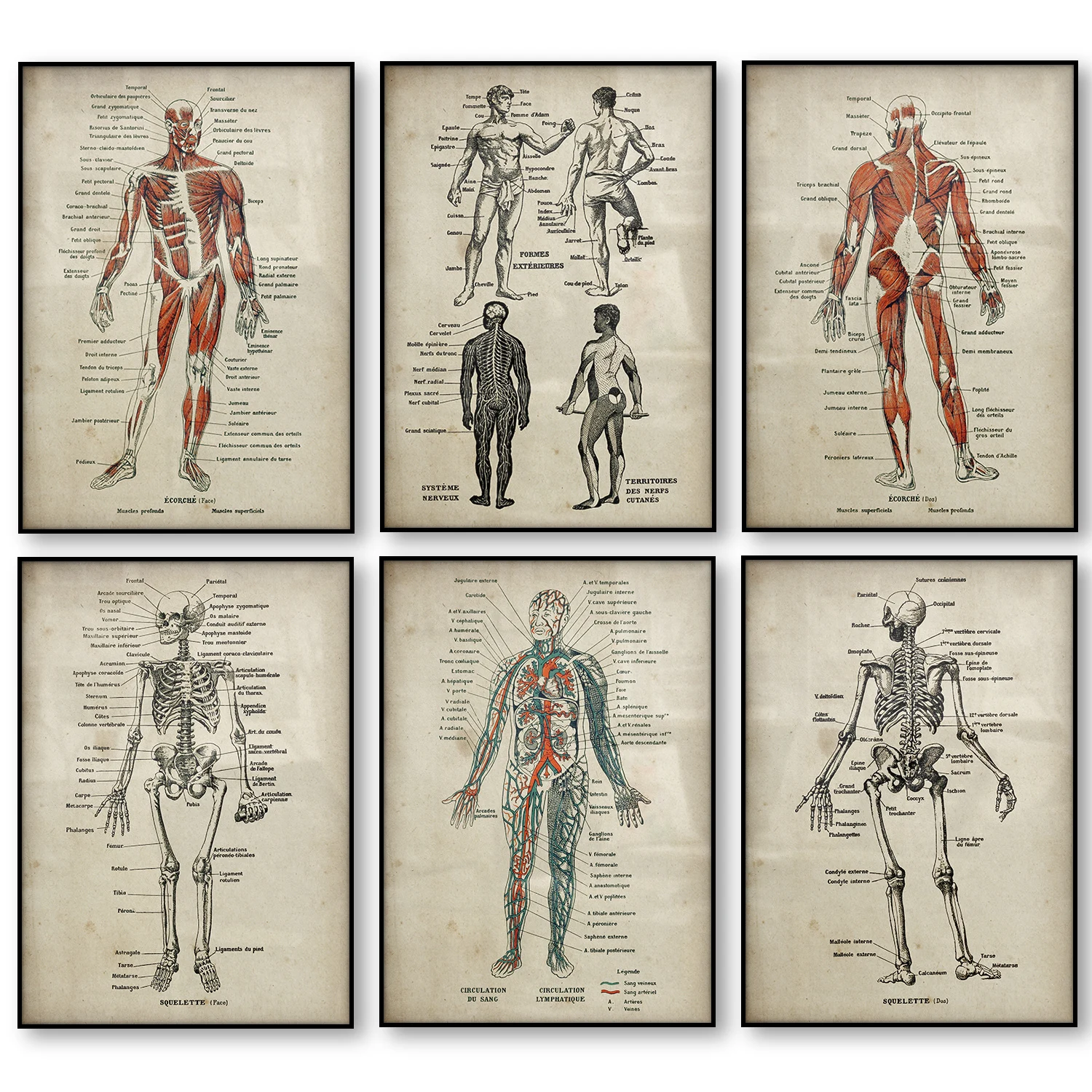 Набор плакатов с анатомическим принтом медицинский скелет человеческое тело