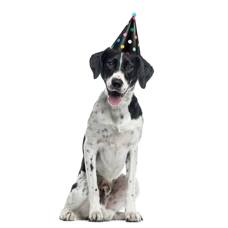 

Dog birthday hat pet birthday party hat dog year old creative birthday hat supplies